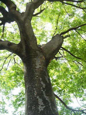 tree2.JPG.jpg